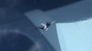 impact pare brise controle technique